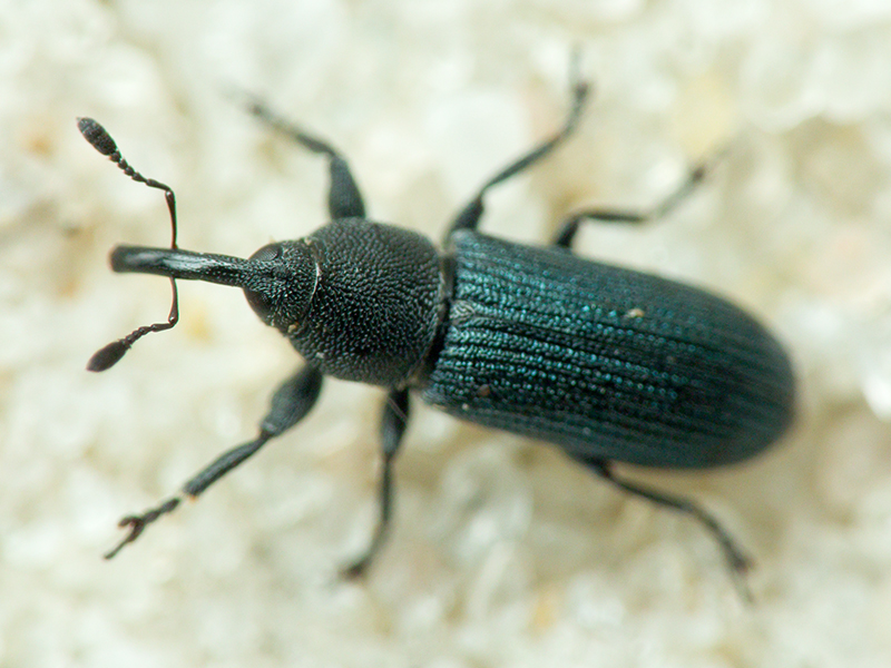 Mecinus janthinus (Germar, 1817)